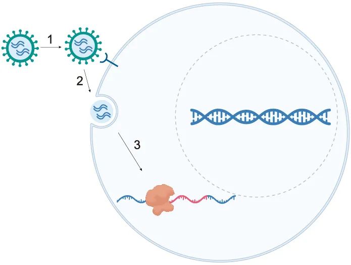 本导基因VLP眼科体内基因编辑疗法BD111注射液IND获得受理(图2)