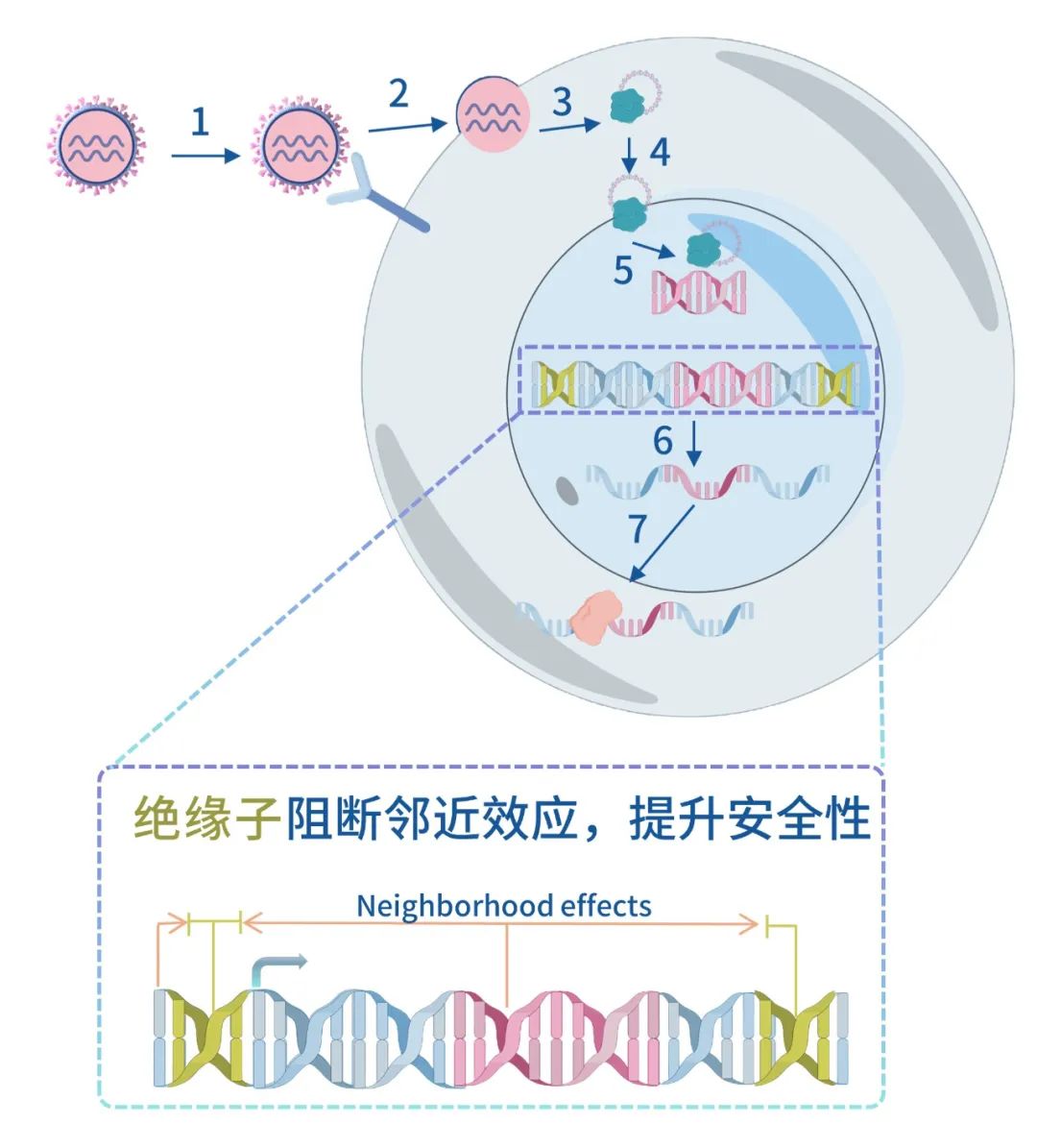本导里程碑 | 本导基因慢病毒载体地贫基因治疗IND获NMPA默示许可(图2)